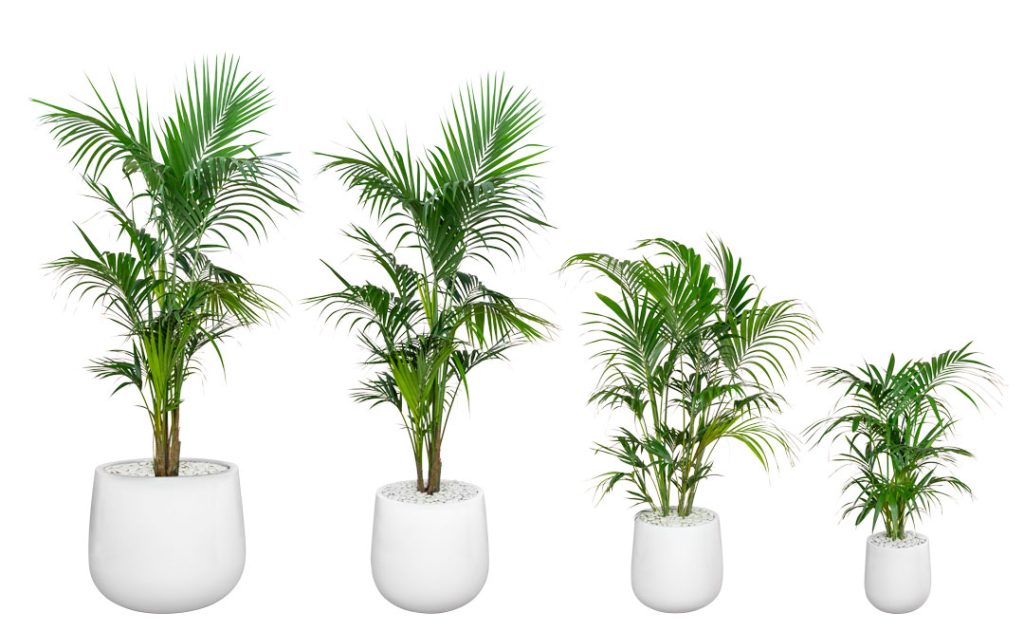 Professional Plant Photographer